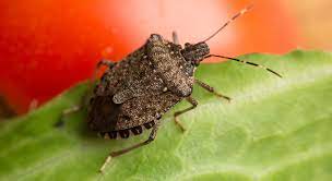How to Prevent Stink Bugs 